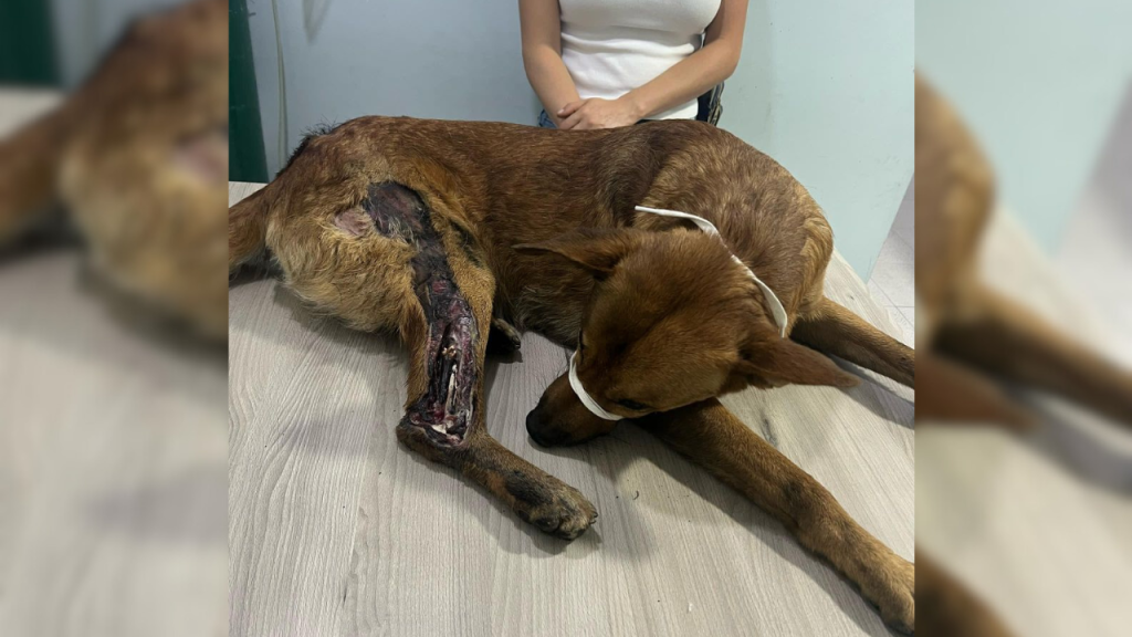 A Capitán Canino hay que amputarle una pata