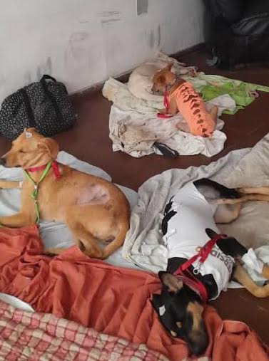 Llaman a esterilizar perros y gatos comunitarios