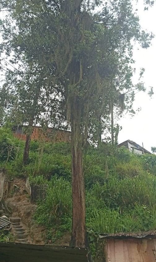 Árbol amenaza seis viviendas en La Pradera