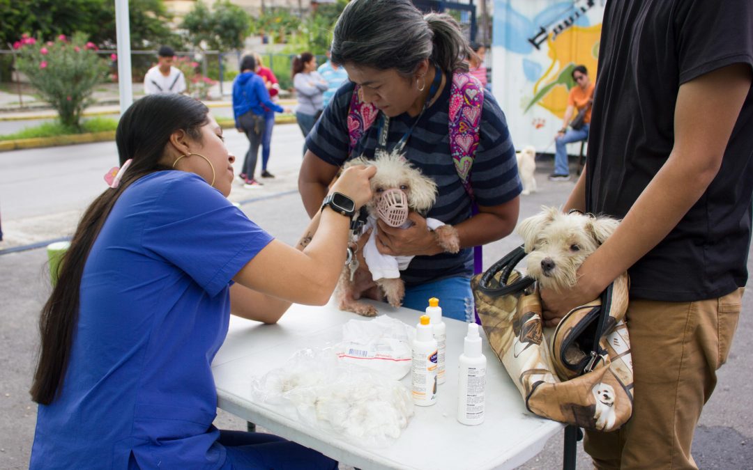Dan atención a más de 300 animalitos 
