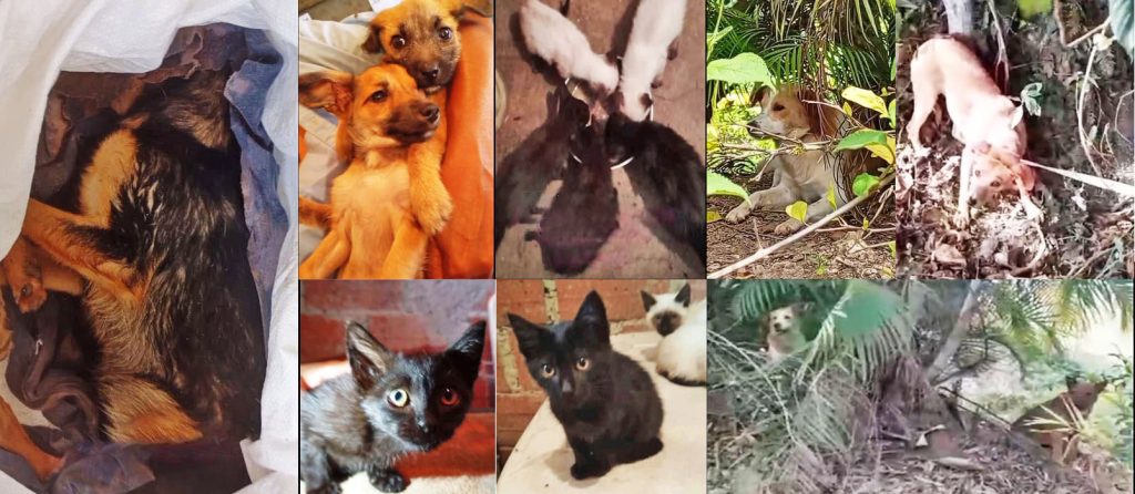 Prevén instalar cámaras en las afueras de refugio de animales
