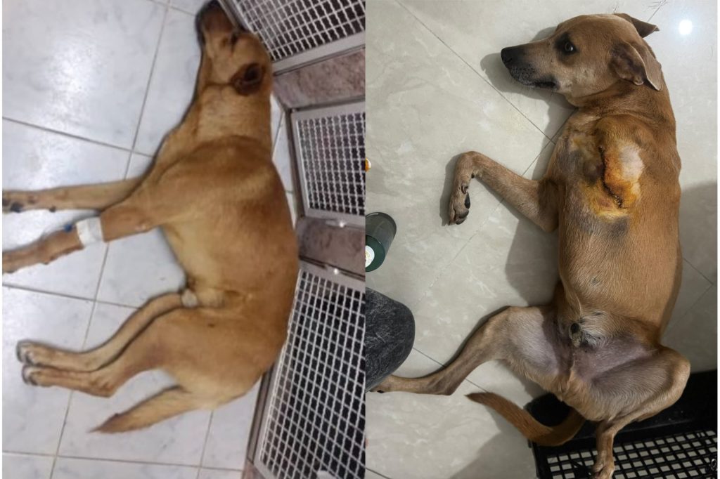 Perrito arrollado necesita  atenciones médicas