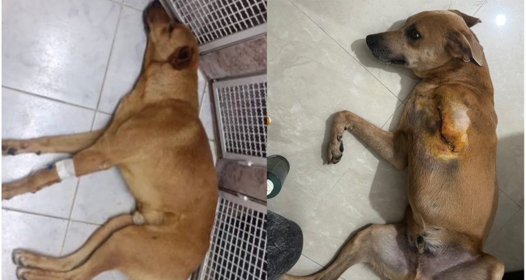 Perrito arrollado necesita  atenciones médicas