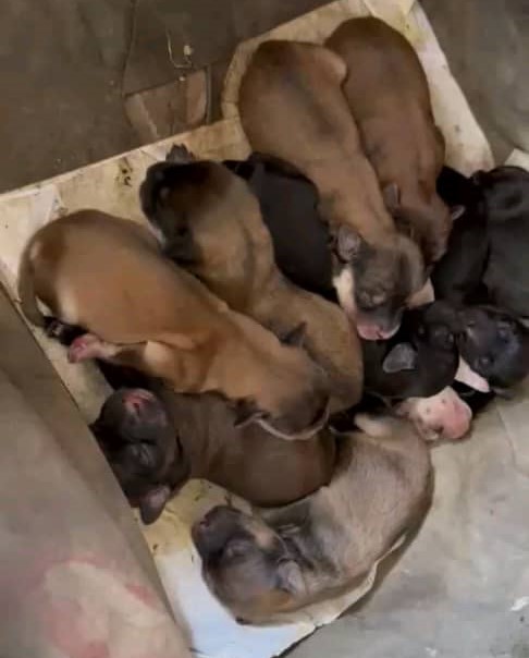 Buscan dar en adopción a nueve perros