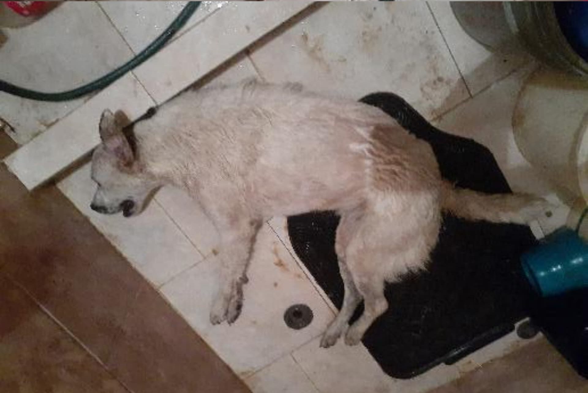 “Alguien anda envenenando perros en la Bertorelli”