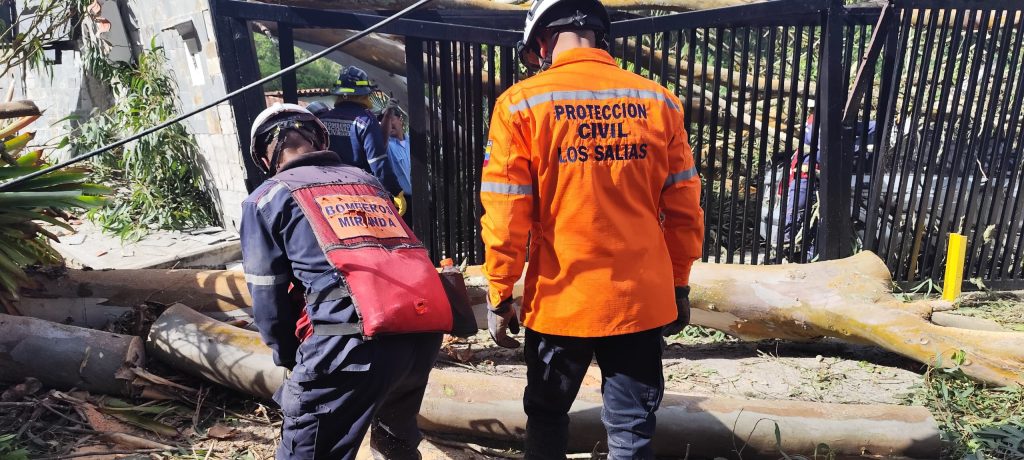 Caída de un eucalipto afectó un muro y un vehículo en Los Salias 