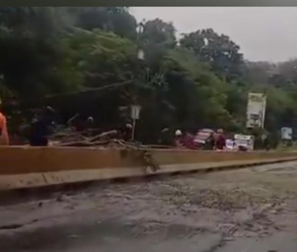 Remueven árbol caído de la Panamericana