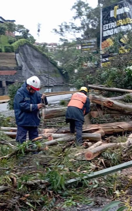 Cinco árboles caídos en Los Salias por lluvias