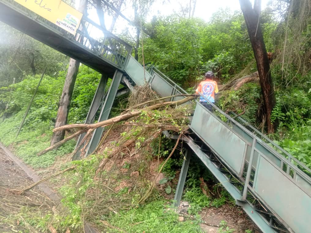 Se desplomó un árbol sobre la pasarela del Km 19