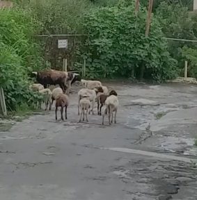 Alertan sobre proliferación de ovejos en vías públicas