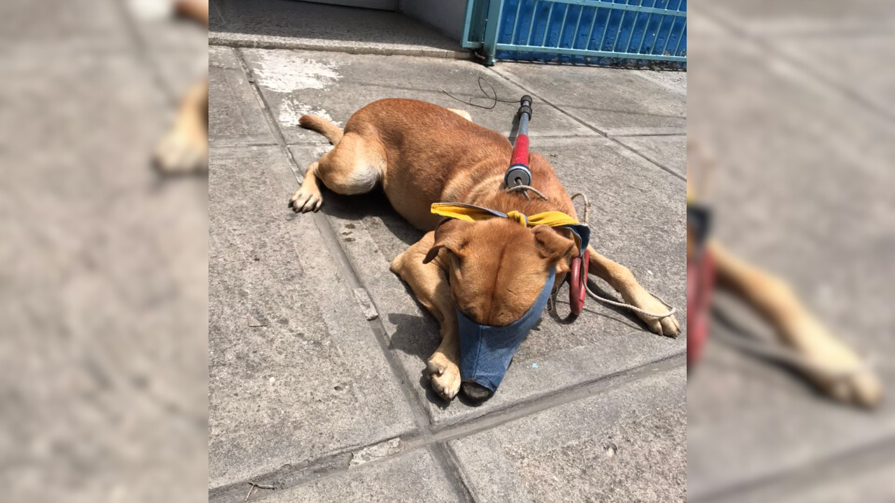 Castraron al perro bravo de la calle Alí Primera