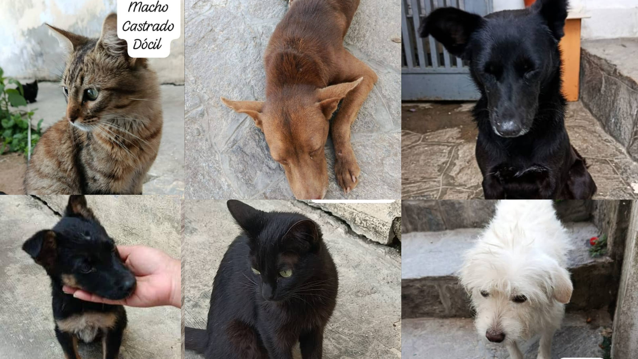 Cuatro perros y dos gatos necesitan un nuevo hogar