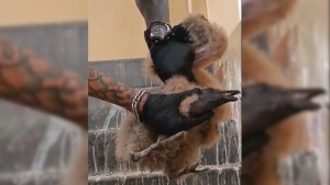 para fotos de la web - 2025-06-15T173812.050