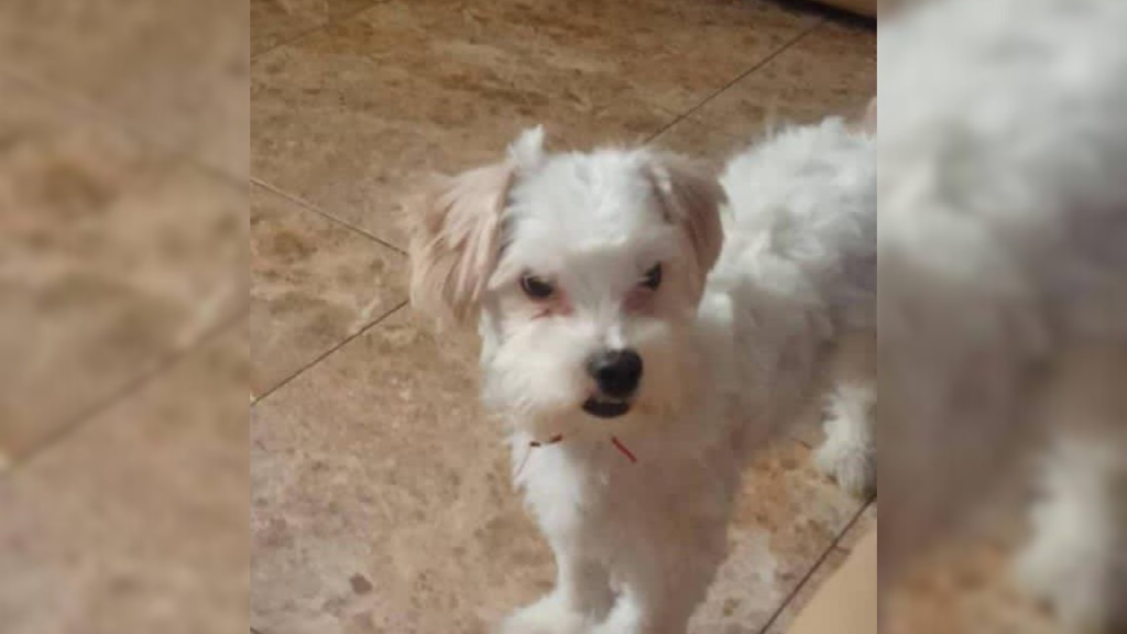 Cachorro extraviado desde el 15-J