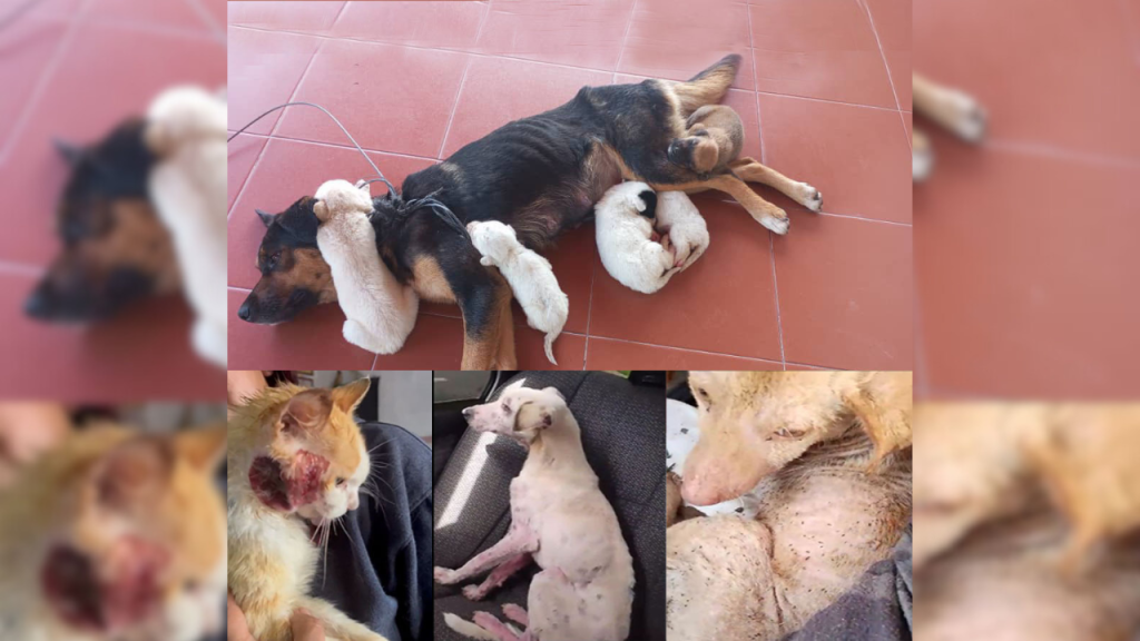 22 perros y 19 gatos subsisten por humanidad y empatía