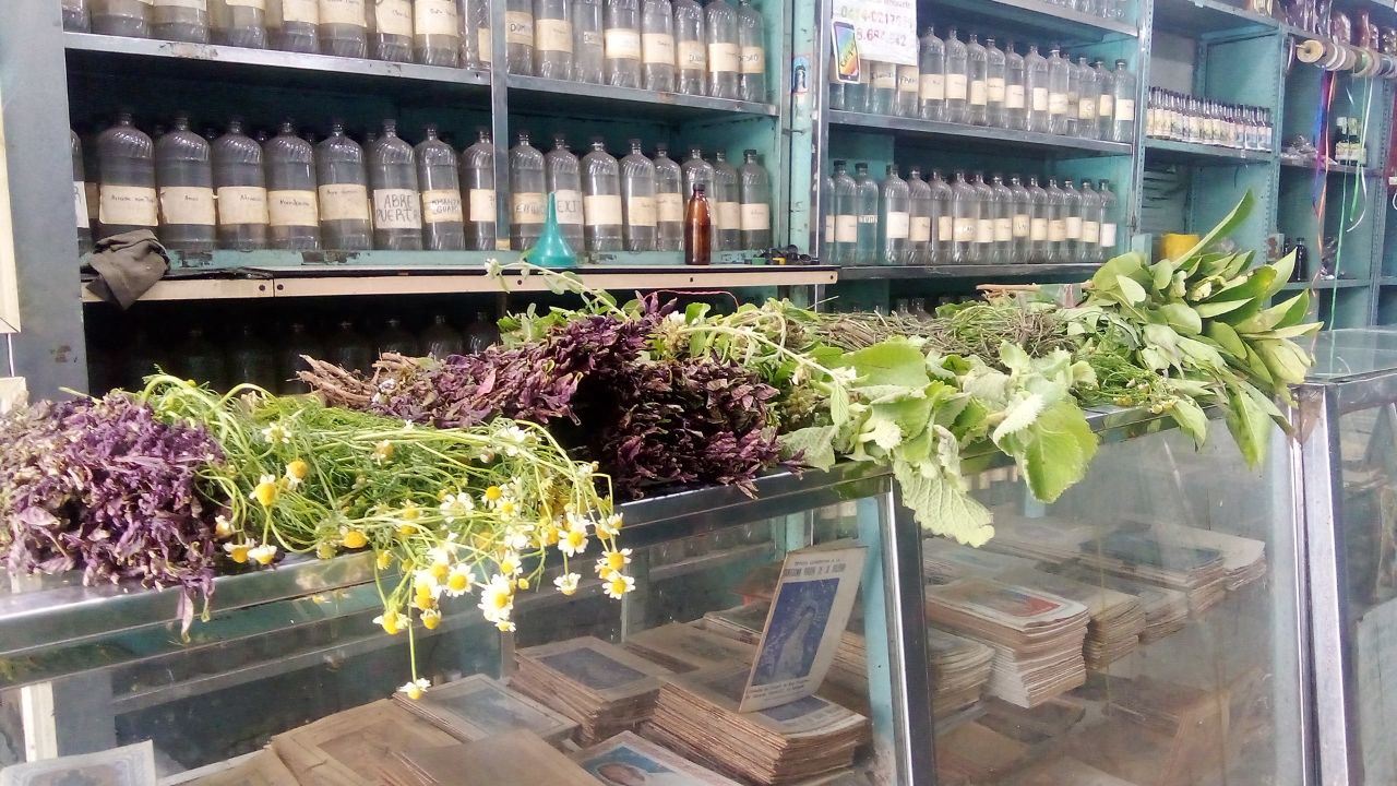 Plantas medicinales se consiguen desde Bs. 100