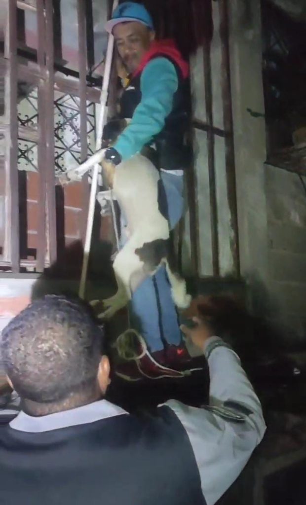 Un perro se cayó de una altura de 10 metros