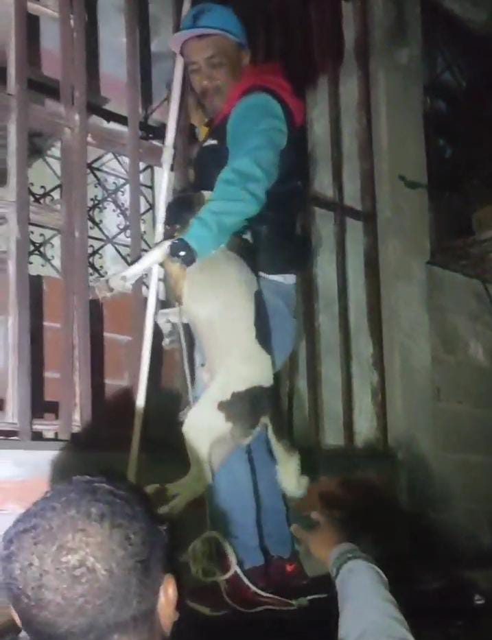 Un perro se cayó de una altura de 10 metros