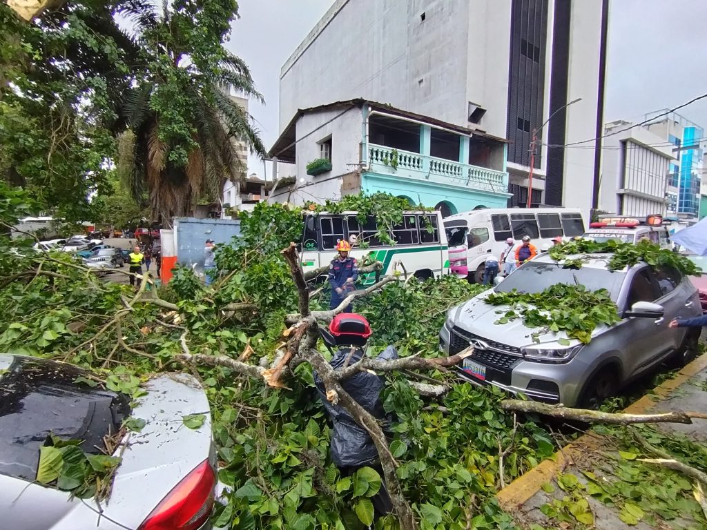Dos heridos tras caída de árbol en Los Teques