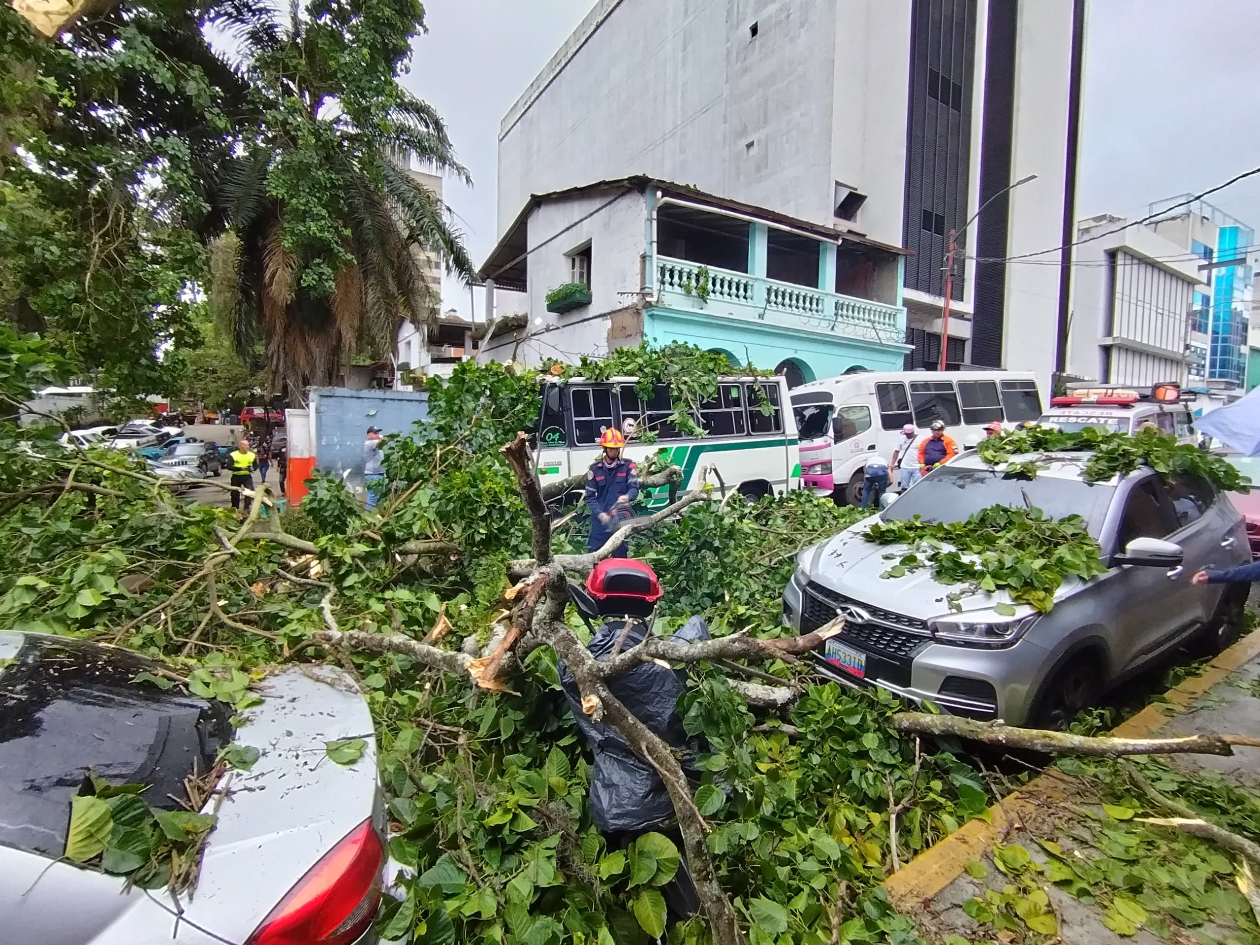 Dos heridos tras caída de árbol en Los Teques