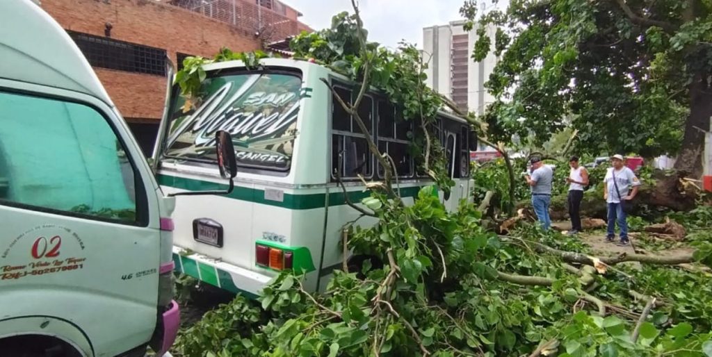 Cuantiosas pérdidas deja caída de árbol