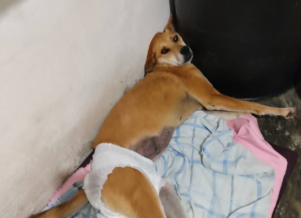 La historia de Canela, la perrita que dejó de caminar