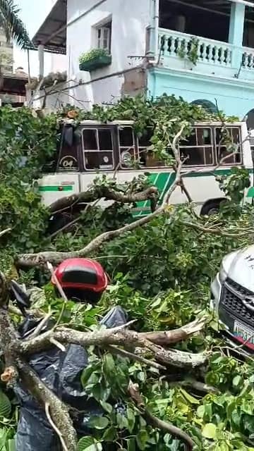 Dos heridos tras caída de árbol en Los Teques