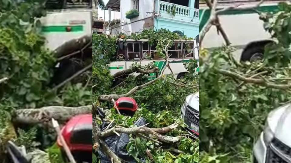 Dos heridos tras caída de árbol en Los Teques