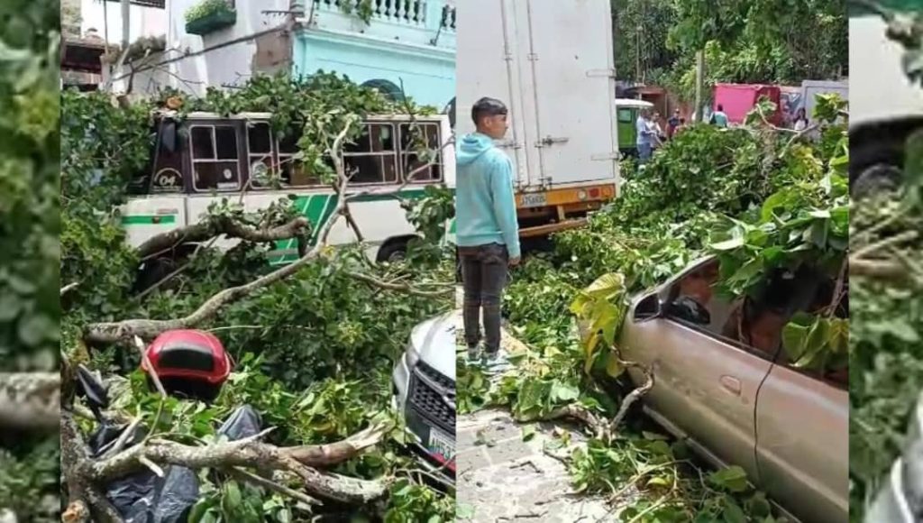 Dos heridos tras caída de árbol en Los Teques