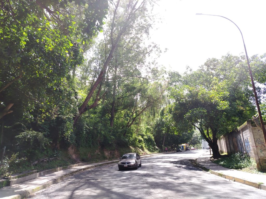 Alertan sobre caída de árbol en Los Nuevos Teques