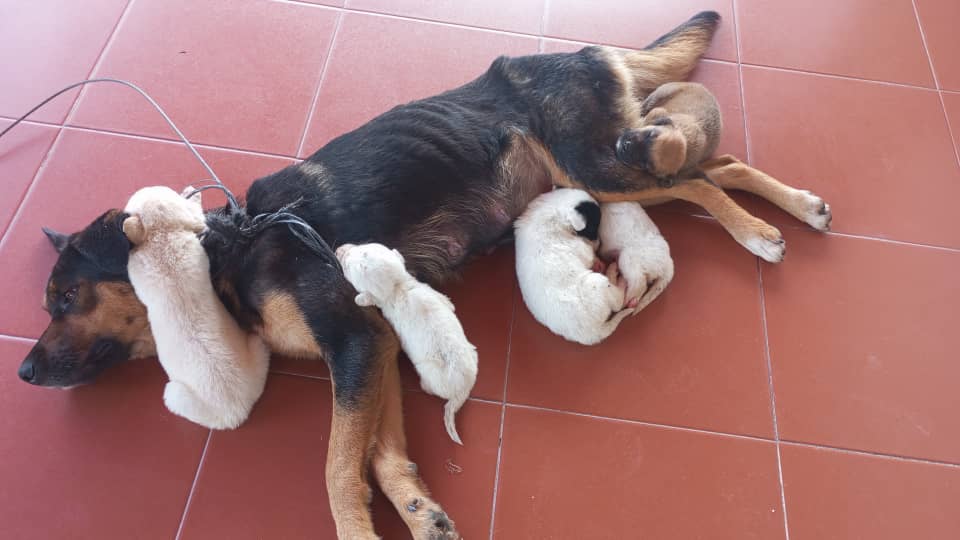 Llaman a brindar buen cuidado a los animales en casa