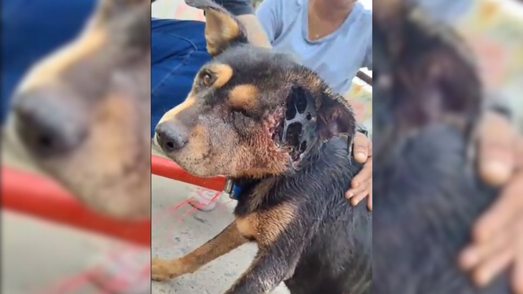 Rescataron a perro comunitario invadido por gusanos