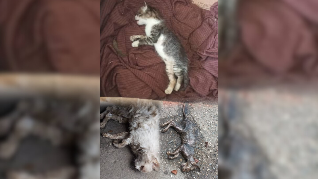Envenenamiento de gatos causa alarma en residencias Skorpio