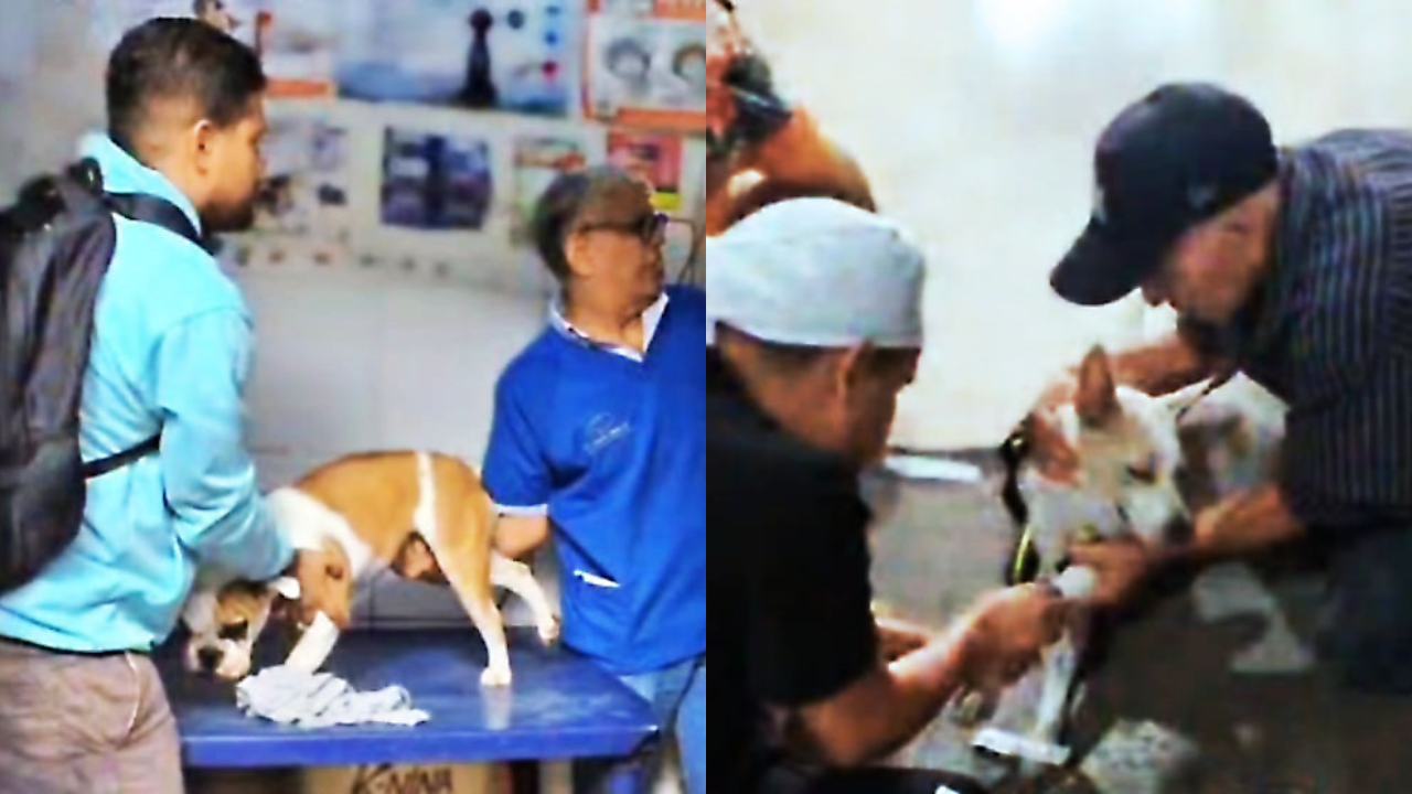 260 peluditos recibieron atención en el Mercado Municipal