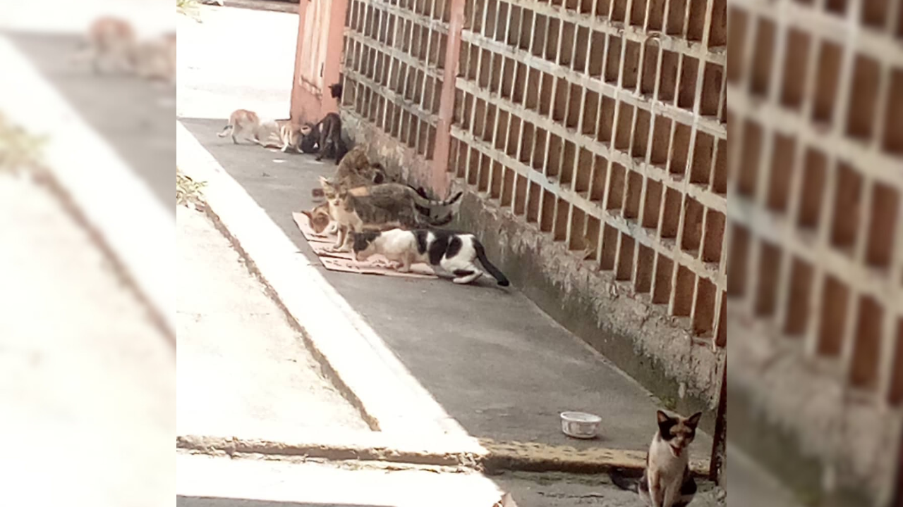 Gatos ferales sin control en los Altos Mirandinos