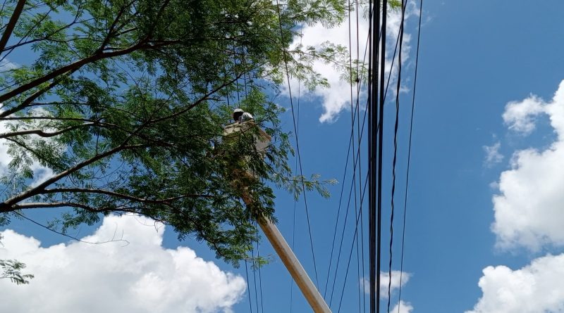 Aplican Pica y Poda en 30 circuitos de Miranda