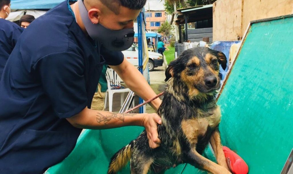 Vacunarán gratis a animalitos de la calle