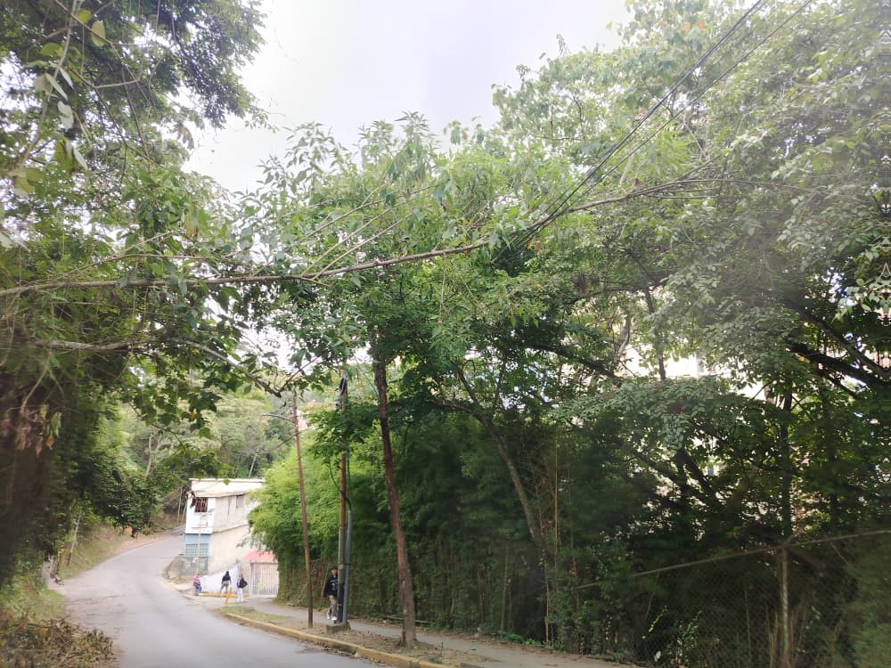 Temen que ramas de árboles caigan sobre tendido eléctrico