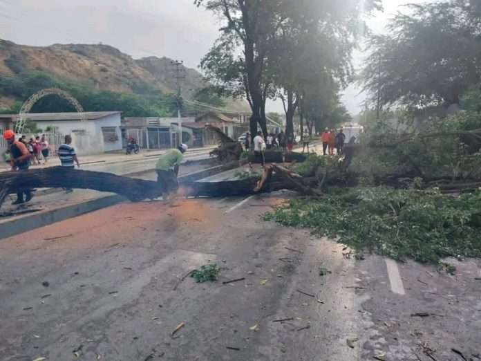 Cuatro árboles cayeron tras fuertes lluvias en Cumaná