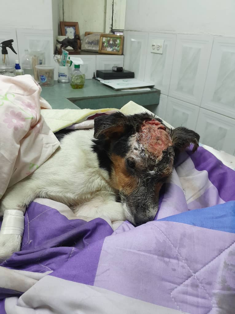 Perrita herida en Alto Verde tiene fractura de cráneo