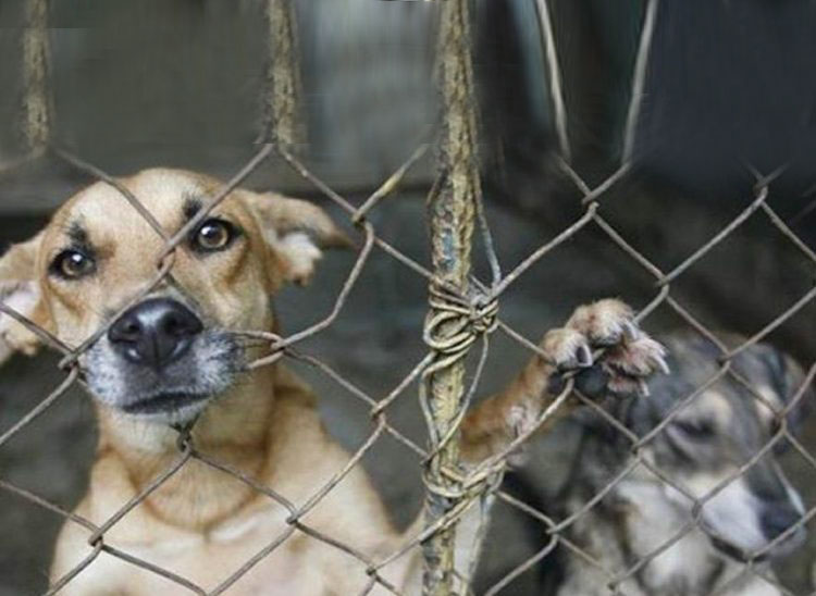 Fiscal anuncia pena entre 3 y 6 años por maltrato animal