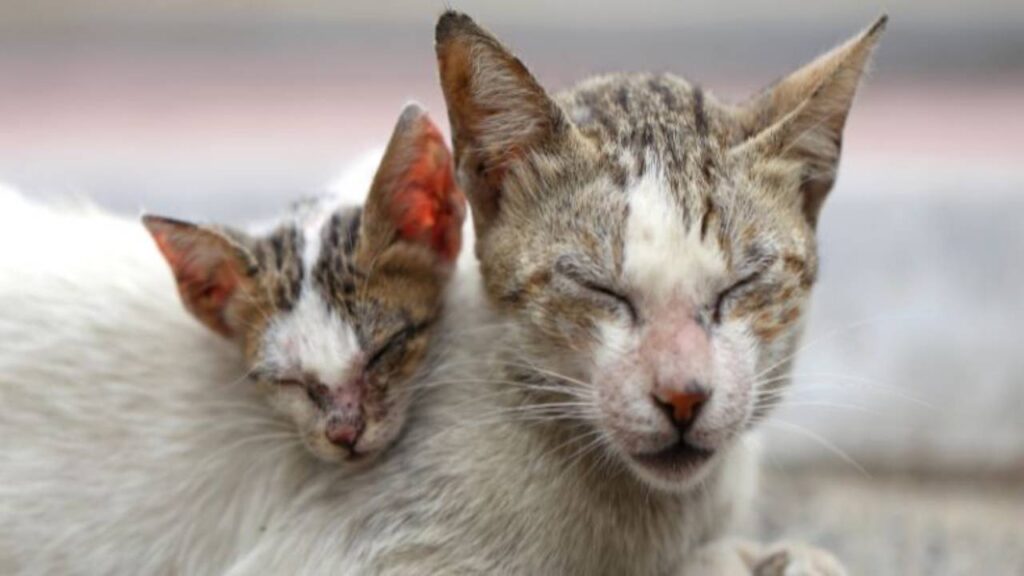 Fiscalía facilita medios para denunciar el maltrato animal