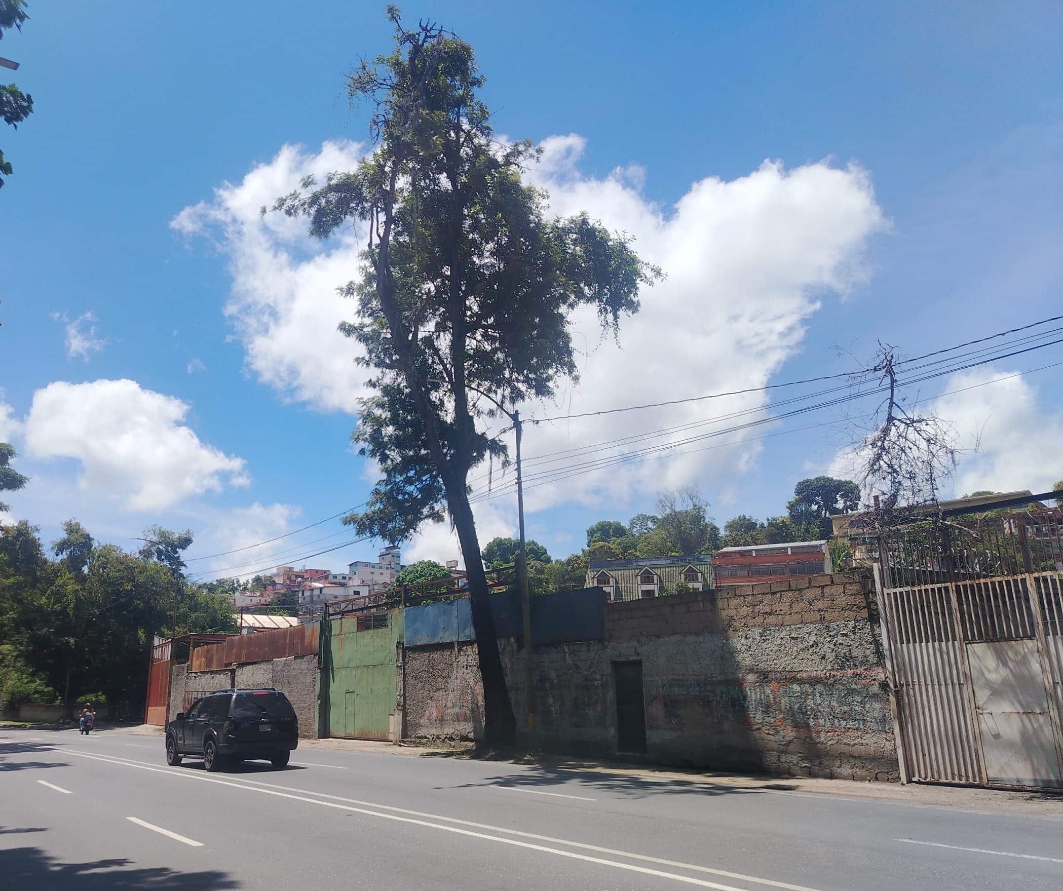 Alertan sobre caída de árbol en la Víctor Baptista
