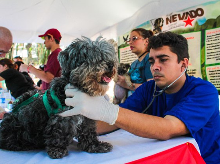 Nueva jornada de esterilización de gatos y perros el 7-S