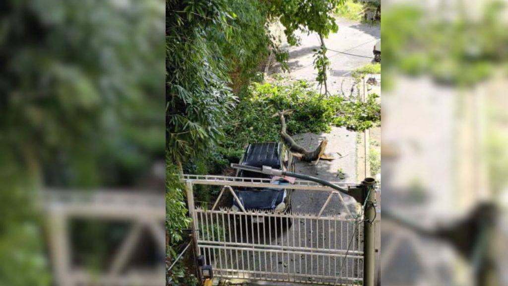 Gigantescos árboles amenazan a residentes de El Rosario  