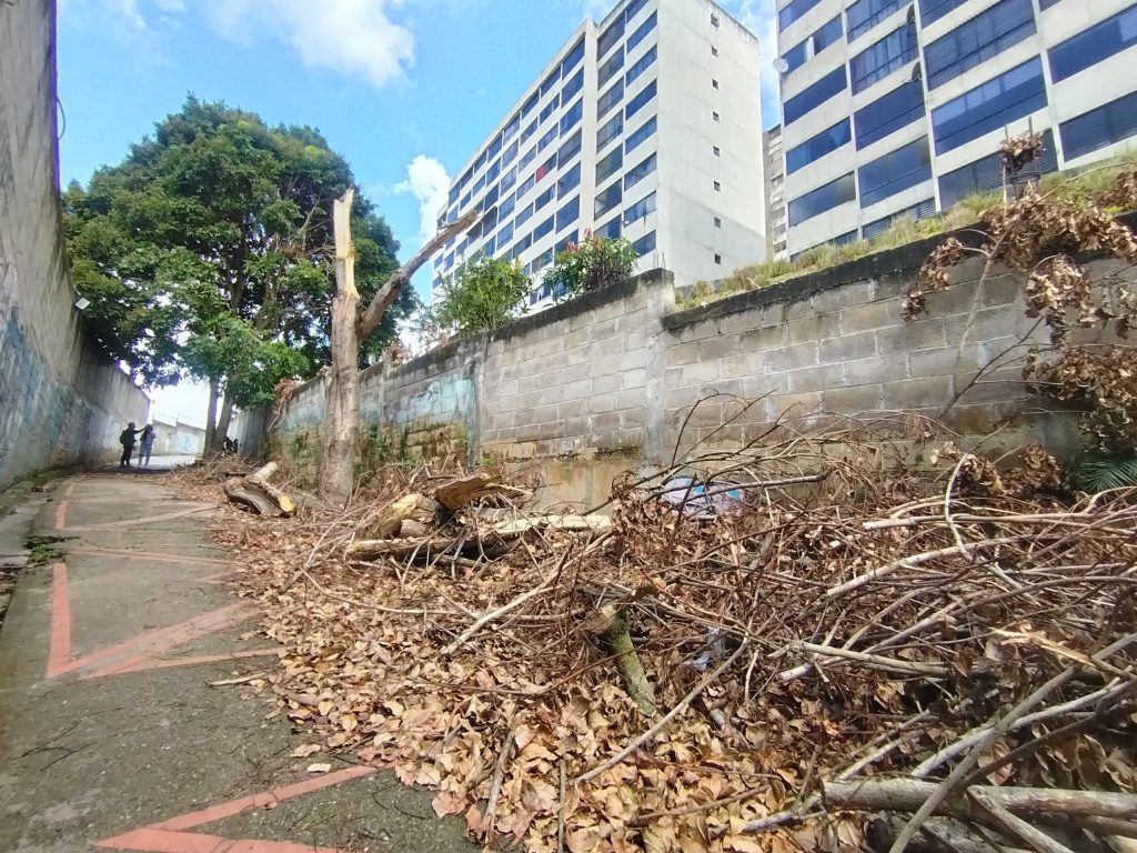 Piden retirar árbol talado en Quenda