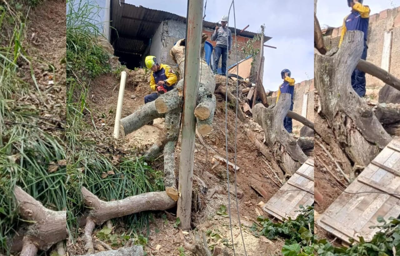 20 familias se quedan sin luz tras caída de árbol