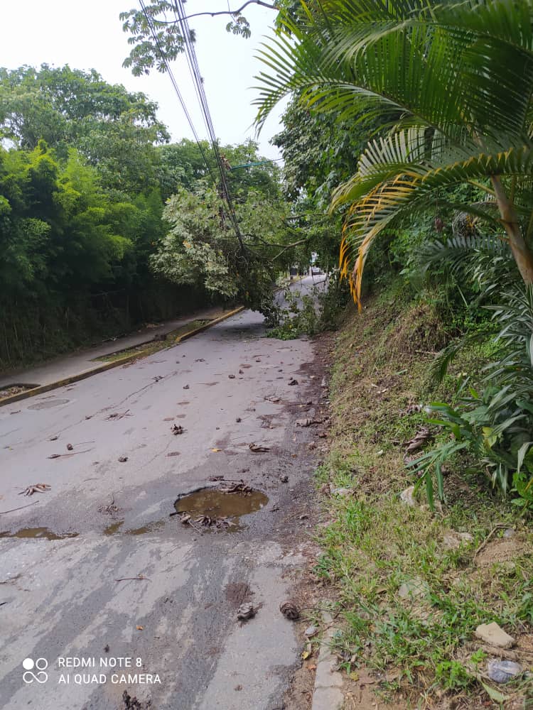 Bomberos atendieron caída de ramas en El Trigo