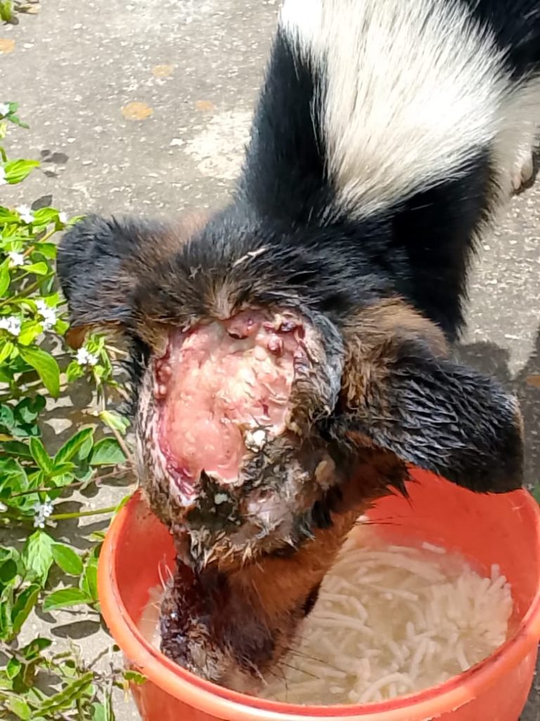 Grave perrita que fue atacada con agua hirviendo