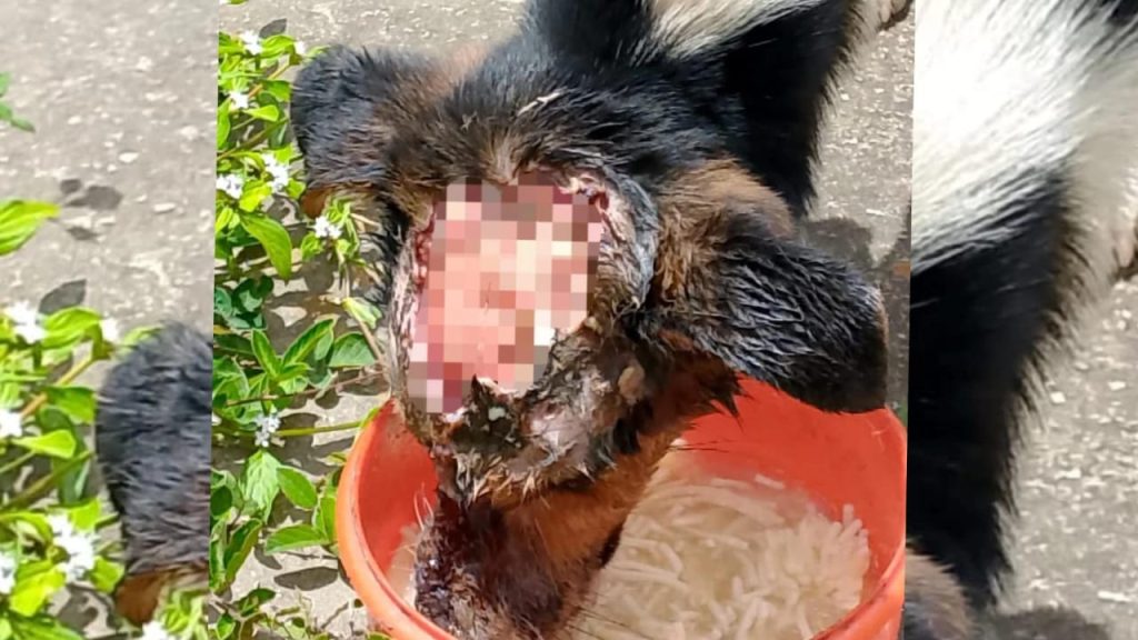 Grave perrita que fue atacada con agua hirviendo